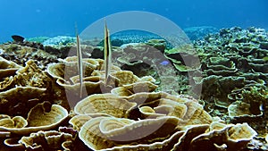 Underwater tropical fish in vertical position. Razor fish, Aeoliscus strigatus, above hard coral in shallow water