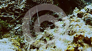 Underwater tropical fish in vertical position. Razor fish, Aeoliscus strigatus swimming between the hard corals in