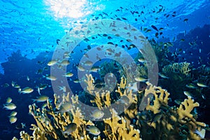 Underwater tropical  landscape with coral and fish