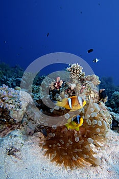 Underwater tropical reef scene