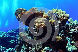 underwater tropical sea view