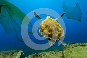 Underwater turtle floating among plastic bags. Concept of pollution of water environment