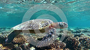 Underwater, Turtle in shallow reef on Great Barrier Reef. Australia Travel