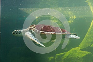 Underwater turtle swimming. Sea turtle close up over coral reef under sea. Green sea turtle swimming above a coral reef.