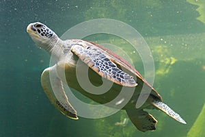 Underwater turtle swimming. Sea turtle close up over coral reef under sea. Green sea turtle swimming above a coral reef.