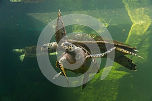 Underwater turtle swimming. Sea turtle close up over coral reef under sea. Green sea turtle swimming above a coral reef.