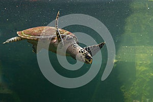 Underwater turtle swimming. Sea turtle close up over coral reef under sea. Green sea turtle swimming above a coral reef. Green Se