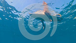 UNDERWATER: Unrecognizable female surfer sits on surfboard, waiting in line up