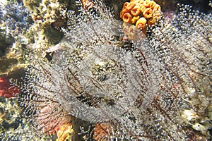 Underwater vegetation on Kicker rock wall