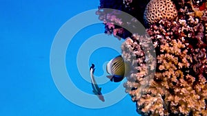 Underwater video of Blacktail Butterflyfish - (Chaetodon austriacus)