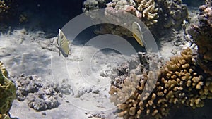 Underwater video of Blacktail Butterflyfish - (Chaetodon austriacus)