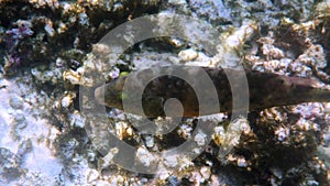 Underwater video of Cheilinus trilobatus or Tripletail wrasse swimming among coral reefs in Andaman Sea. Tropical sea