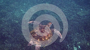 Underwater video of green sea turtle in sun lights slowly swimming on scuba diving or snorkeling among tropical coral