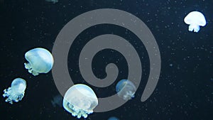Underwater video with jellyfish medusas in blue aquarium color water
