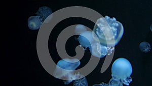 Underwater video with jellyfish medusas in blue aquarium color water