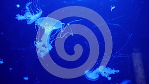 Underwater video with jellyfish medusas in blue aquarium color water