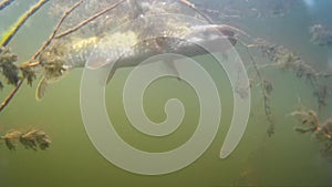 Underwater video of a large pike and perch attached to the outside, hanging under the boat, fishing trophies