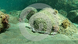 Underwater video of a Morae Eel in the tropical Caribbean Sea