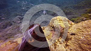 Underwater video about sea cucumber dispel sperm in Atlantic ocean.