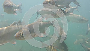 Underwater Video of Silver Darting River Fish - La Fortuna Waterfall