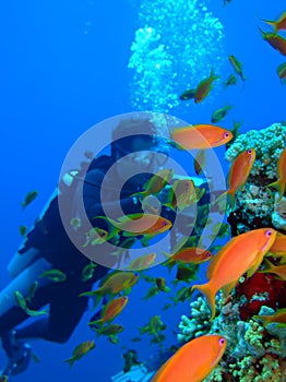 Underwater videographer