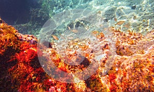 Underwater view of the Adriatic Sea