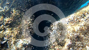 Underwater view of Alghero rocky sea floor. Sardinia