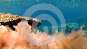 Underwater view of Alghero rocky sea floor. Sardinia