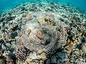 Underwater view of amazing coral reef and exotic fish in Red Sea