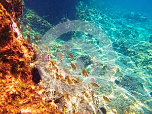 Underwater view of the blue Adriatic Sea