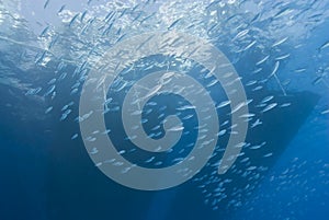 Underwater view of boat sihouettes with fish. photo