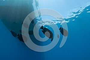 Underwater view of boat silhouette with fish.