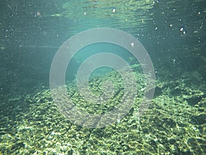 Underwater view of Cenotes Turtle House Tulum in Yucatan, Mexico