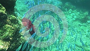 Underwater View Of Colorful Coral Garden With Tropical Fish In Kri Island, Raja Ampat. Marine Seabed With Reef Wildlife In Papua