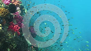 Underwater View Of Colorful Coral Garden With Tropical Fish In Kri Island, Raja Ampat. Marine Seabed With Reef Wildlife In Papua