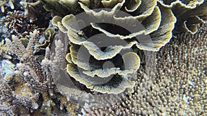 Underwater View Of Colorful Coral Garden With Tropical Fish In Kri Island, Raja Ampat. Marine Seabed With Reef Wildlife In Papua