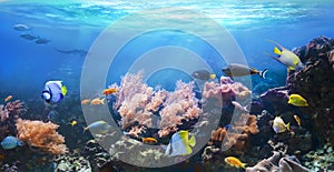 Underwater view of the coral reef.