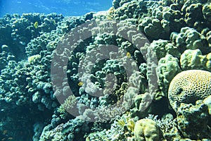 Underwater view of the coral reef. Life in the ocean. School of fish. Coral reef and tropical fish in the Red Sea, Egypt