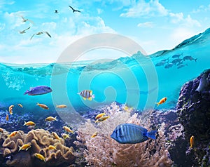 Marine life in tropical waters.