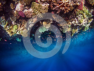 Underwater view of the coral reef sea world landscape. Top view into a deep