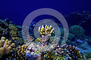 Underwater view of Coral reef and small fish with blue water background, Great Barrier Reef, Australia