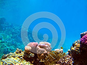 Underwater view of the coral reef and Tropical Fish