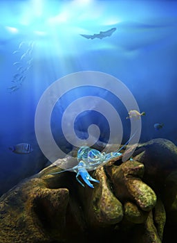 Underwater view. Crayfish in nature habitat.