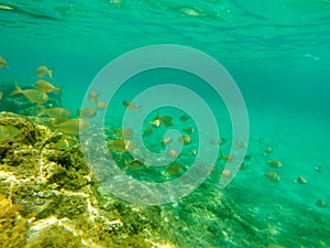 Underwater view of fish shoal