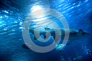 Underwater view, fish, sunlight