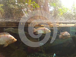 Underwater view of fishes on a lake