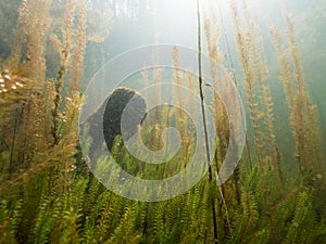 Underwater view of freshwater lake with aquatic plants and plankton