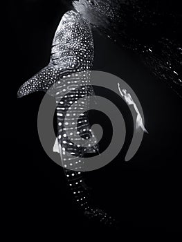 Underwater view of giant whale shark and woman freediver