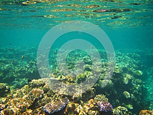 Underwater view, Great Barrier Reef, Australia