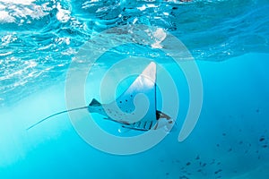 Underwater view of hovering Giant oceanic manta ray